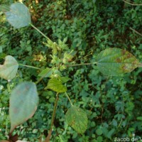 Acalypha ciliata Forssk.